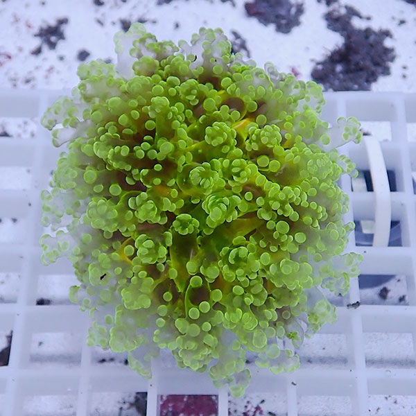 【サンゴ現物46】sale品 ホンタコアシサンゴ !15時までのご注文で当日発送 【サンゴ】(t138