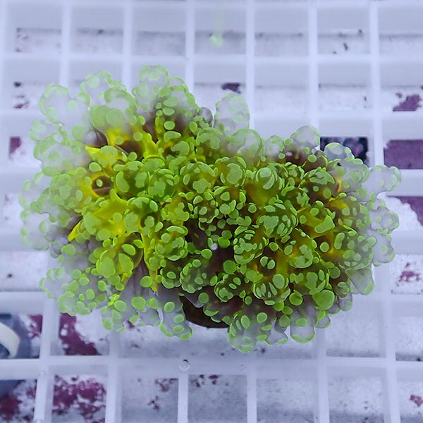 【サンゴ現物47】sale品 ホンタコアシサンゴ !15時までのご注文で当日発送 【サンゴ】(t138