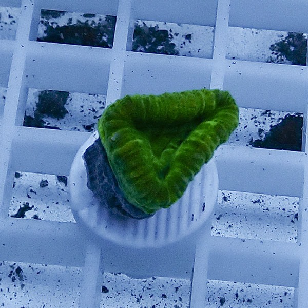 【サンゴ現物20】タバネサンゴ フラグ! 15時までのご注文で当日発送 【サンゴ】