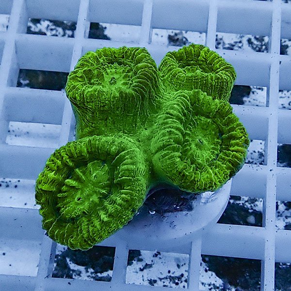 【サンゴ現物21】タバネサンゴ フラグ! 15時までのご注文で当日発送 【サンゴ】