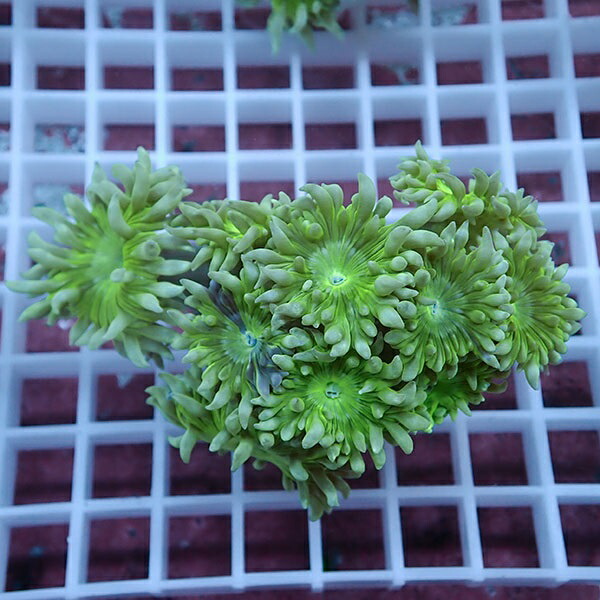 【サンゴ現物16】ウィスカーズコーラル  !15時までのご注文で当日発送【サンゴ】(t236