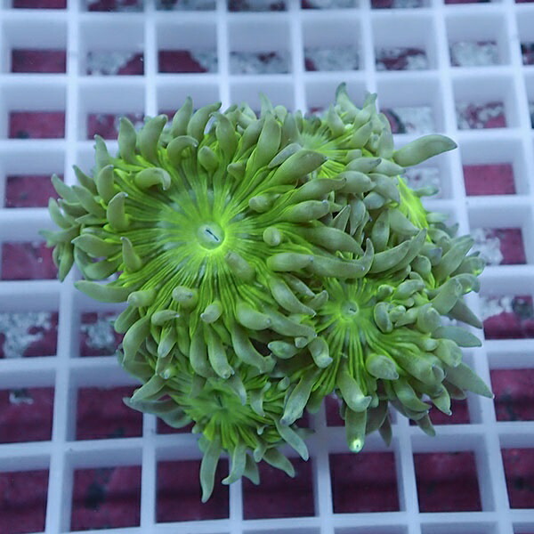 【サンゴ現物17】ウィスカーズコーラル  !15時までのご注文で当日発送【サンゴ】(t236