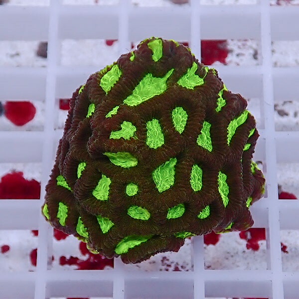 【サンゴ現物6】キクメイシsp. !15時までのご注文で当日発送 【サンゴ】(t139