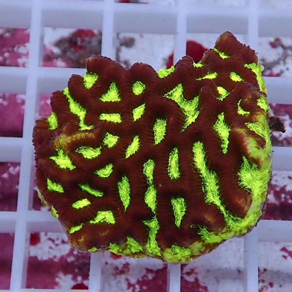 【サンゴ現物7】キクメイシsp. !15時までのご注文で当日発送 【サンゴ】(t139