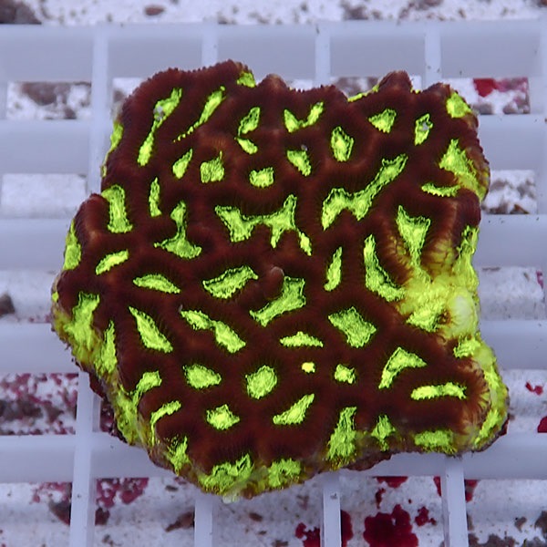 【サンゴ現物9】キクメイシsp. !15時までのご注文で当日発送 【サンゴ】(t139