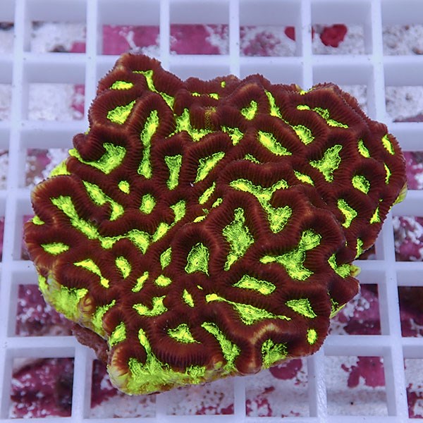 【サンゴ現物10】キクメイシsp. !15時までのご注文で当日発送 【サンゴ】(t139
