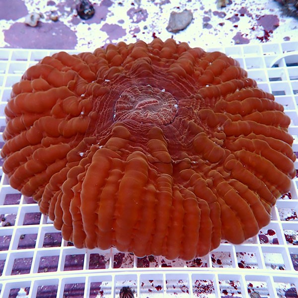 【サンゴ現物6】コハナガタサンゴ!15時までのご注文で当日発送  (サンゴ)(t254