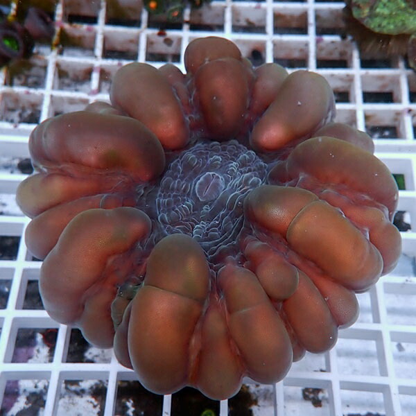 【サンゴ現物7】コハナガタサンゴ !15時までのご注文で当日発送  (サンゴ)(t254