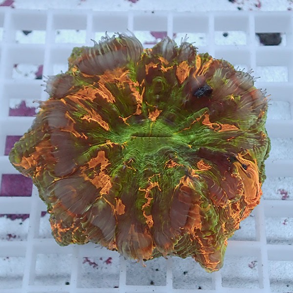 【サンゴ現物3】アザミハナガタサンゴ !15時までのご注文で当日発送 【サンゴ】(t135