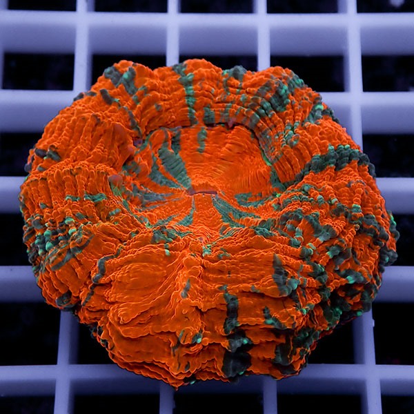 【サンゴ現物4】アザミハナガタサンゴ !15時までのご注文で当日発送 【サンゴ】(t135