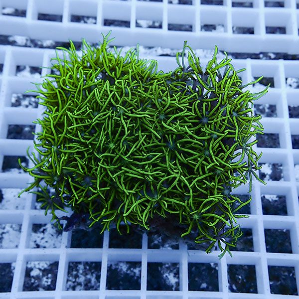 【サンゴ現物20】スターポリプ!15時までのご注文で当日発送 【サンゴ】(t221