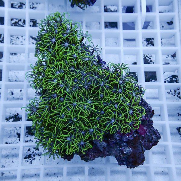 【サンゴ現物22】スターポリプ!15時までのご注文で当日発送 【サンゴ】(t221