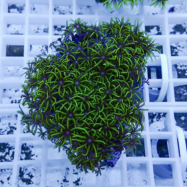 【サンゴ現物23】スターポリプ!15時までのご注文で当日発送 【サンゴ】(t221