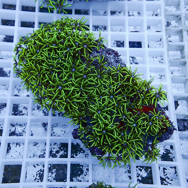 【サンゴ現物24】スターポリプ!15時までのご注文で当日発送 【サンゴ】(t221