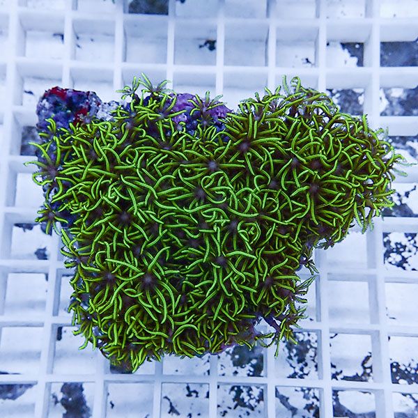 【サンゴ現物25】スターポリプ!15時までのご注文で当日発送 【サンゴ】(t221