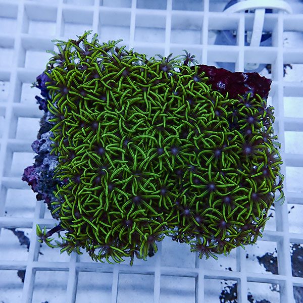 【サンゴ現物26】スターポリプ!15時までのご注文で当日発送 【サンゴ】(t221