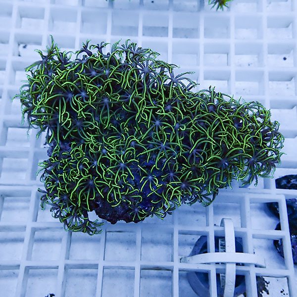 【サンゴ現物27】スターポリプ!15時までのご注文で当日発送 【サンゴ】(t221