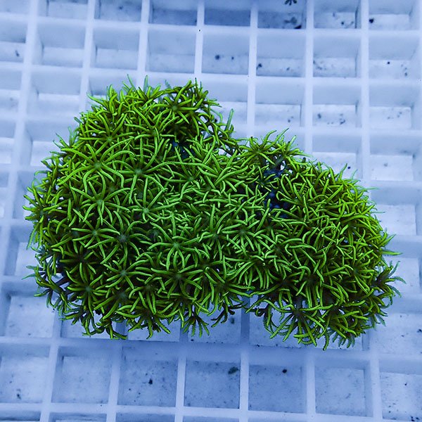 【サンゴ現物28】スターポリプ!15時までのご注文で当日発送 【サンゴ】(t221