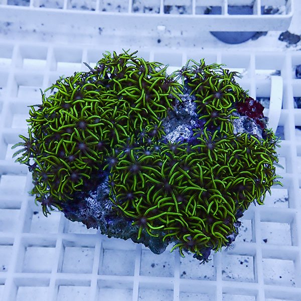 【サンゴ現物29】スターポリプ!15時までのご注文で当日発送 【サンゴ】(t221