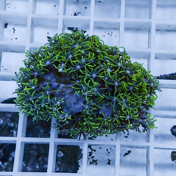 【サンゴ現物30】スターポリプ!15時までのご注文で当日発送 【サンゴ】(t221