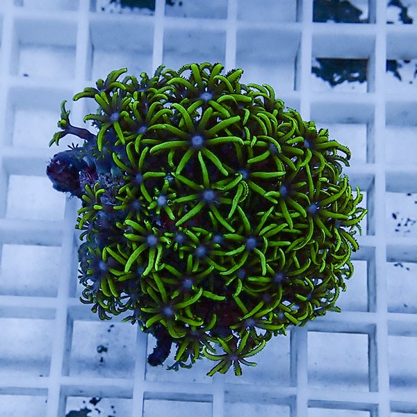 【サンゴ現物31】スターポリプ!15時までのご注文で当日発送 【サンゴ】(t221