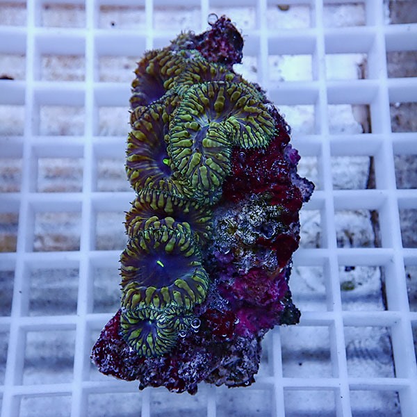 【サンゴ現物7】オオタバサンゴ! 15時までのご注文で当日発送 【サンゴ】(t236