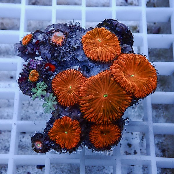 【サンゴ現物9】オオタバサンゴ! 15時までのご注文で当日発送 【サンゴ】(t236