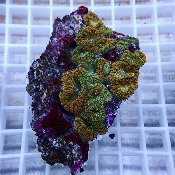 【サンゴ現物10】オオタバサンゴ! 15時までのご注文で当日発送 【サンゴ】(t236