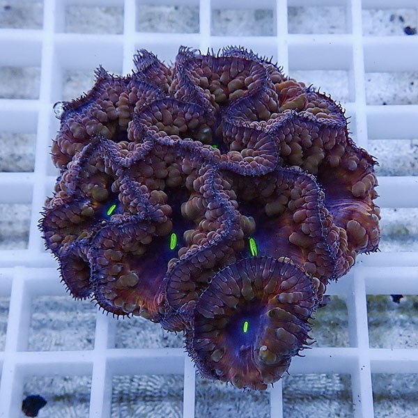 【サンゴ現物11】オオタバサンゴ! 15時までのご注文で当日発送 【サンゴ】(t236