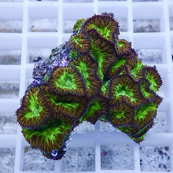 【サンゴ現物12】オオタバサンゴ! 15時までのご注文で当日発送 【サンゴ】(t236