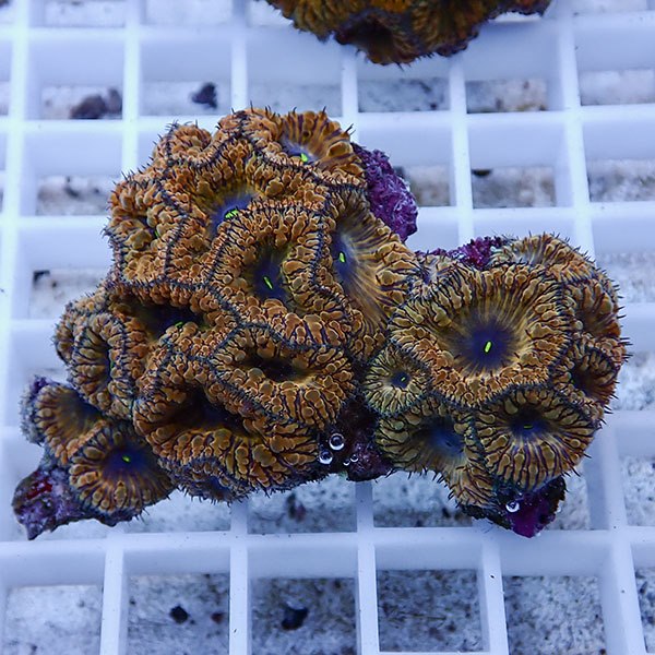 【サンゴ現物13】オオタバサンゴ! 15時までのご注文で当日発送 【サンゴ】(t236