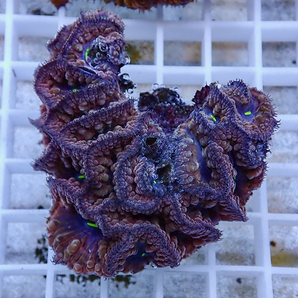 【サンゴ現物15】オオタバサンゴ! 15時までのご注文で当日発送 【サンゴ】(t236