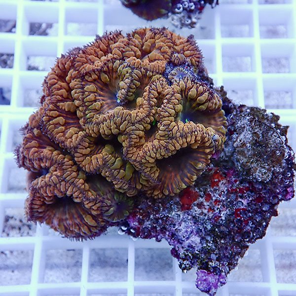 【サンゴ現物17】オオタバサンゴ! 15時までのご注文で当日発送 【サンゴ】(t236