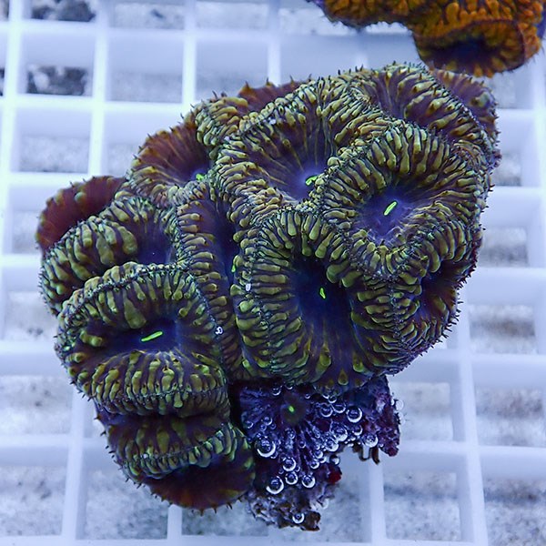 【サンゴ現物18】オオタバサンゴ! 15時までのご注文で当日発送 【サンゴ】(t236