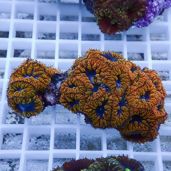 【サンゴ現物19】オオタバサンゴ! 15時までのご注文で当日発送 【サンゴ】(t236