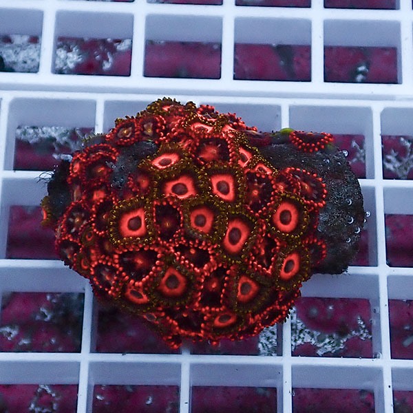 【サンゴ現物113】マメスナギンチャク !15時までのご注文で当日発送(t144