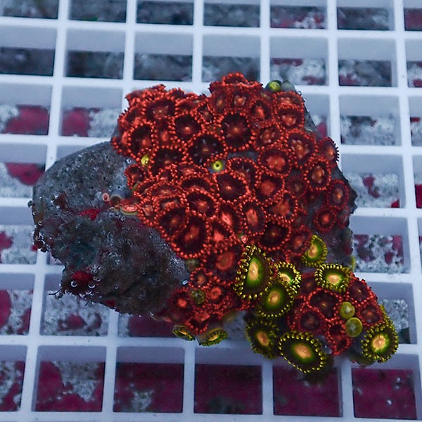 【サンゴ現物114】マメスナギンチャク !15時までのご注文で当日発送(t144