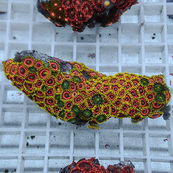 【サンゴ現物84】マメスナギンチャク !15時までのご注文で当日発送(t144