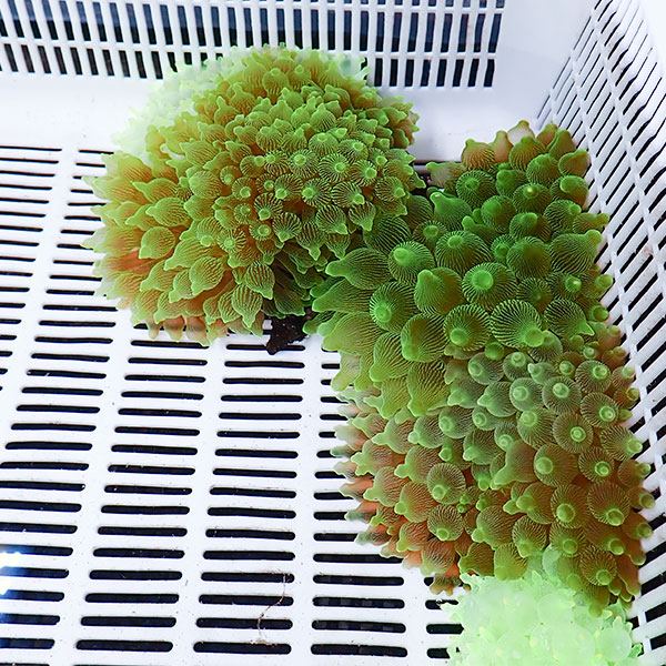 【サンプル】サンゴイソギンチャク グリーン  8-10cm±!15時までのご注文で当日発送(t213