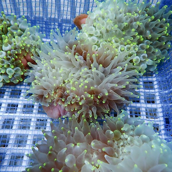 【サンプル】サンゴイソギンチャク 10-12cm±!15時までのご注文で当日発送(t213