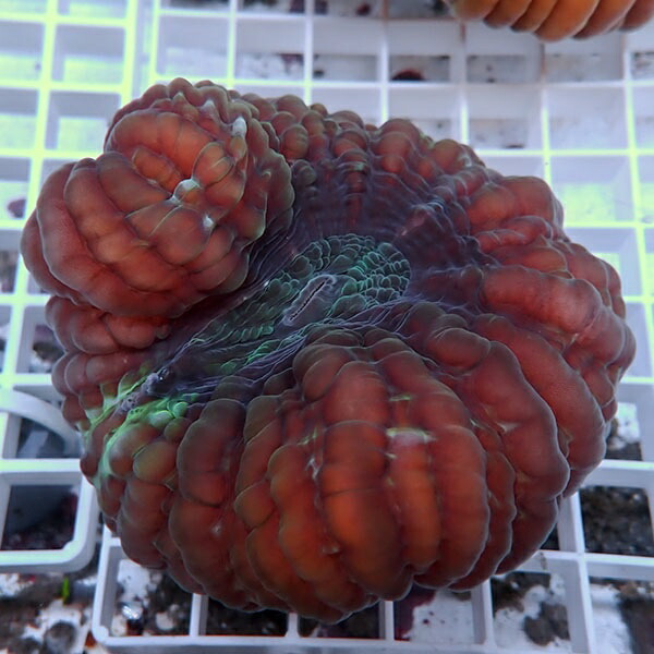 【サンゴ現物8】コハナガタサンゴ !15時までのご注文で当日発送  (サンゴ)(t254