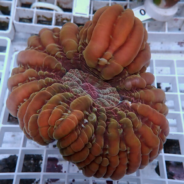 【サンゴ現物9】コハナガタサンゴ!15時までのご注文で当日発送  (サンゴ)(t254