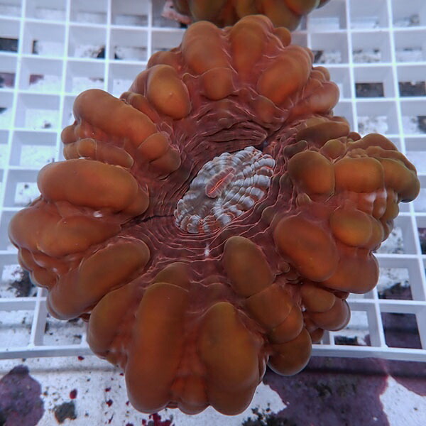 【サンゴ現物10】コハナガタサンゴ!15時までのご注文で当日発送  (サンゴ)(t254