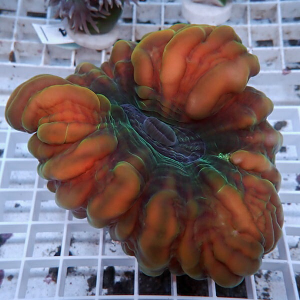 【サンゴ現物11】コハナガタサンゴ!15時までのご注文で当日発送  (サンゴ)(t254