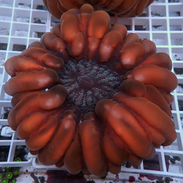 【サンゴ現物12】コハナガタサンゴ!15時までのご注文で当日発送  (サンゴ)(t254