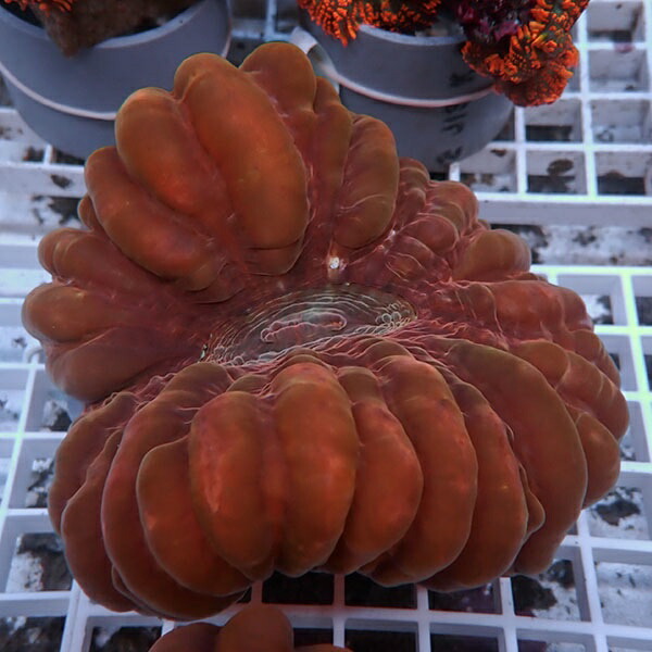 【サンゴ現物13】コハナガタサンゴ!15時までのご注文で当日発送  (サンゴ)(t254