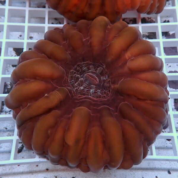 【サンゴ現物14】コハナガタサンゴ!15時までのご注文で当日発送  (サンゴ)(t254