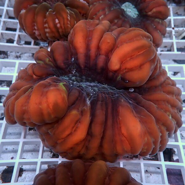 【サンゴ現物15】コハナガタサンゴ!15時までのご注文で当日発送  (サンゴ)(t254