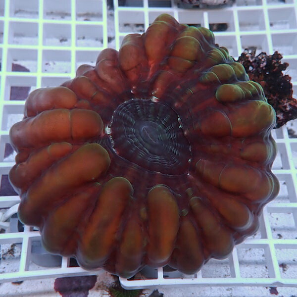 【サンゴ現物16】コハナガタサンゴ!15時までのご注文で当日発送  (サンゴ)(t254