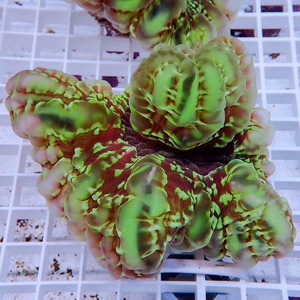 【サンゴ現物17】コハナガタサンゴ!15時までのご注文で当日発送  (サンゴ)(t254